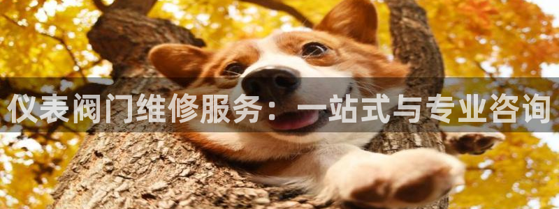 新宝gg试玩