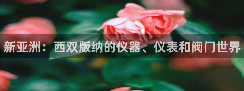 新宝哈哈gg